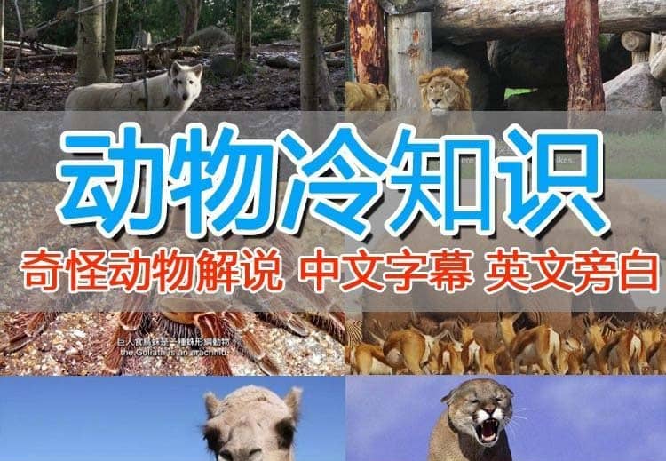 外面卖1699的国外纪录片解说（动物解说、美食、动画片）稳过中视频 - 晨鑫项目库-晨鑫项目库